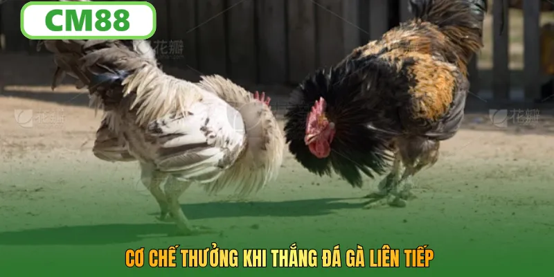 Cơ chế thưởng khi thắng đá gà liên tiếp