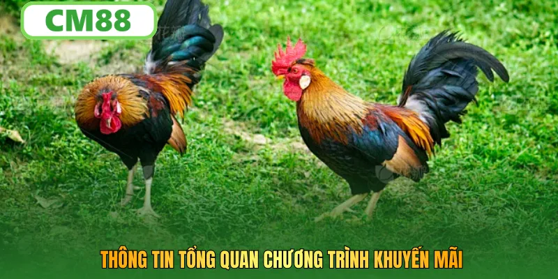 Thông tin tổng quan chương trình khuyến mãi