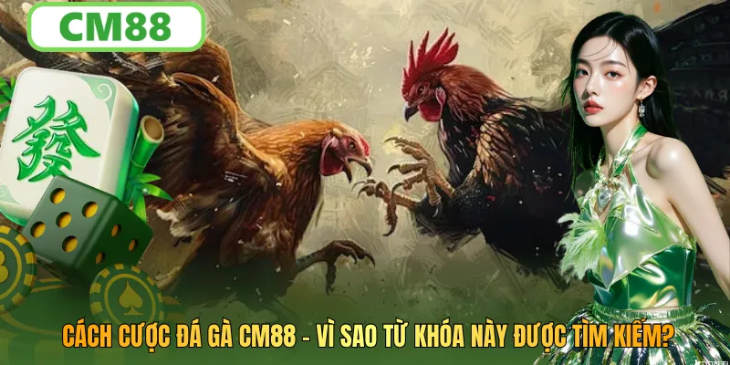 Cách Cược Đá Gà CM88: Vì Sao Từ Khóa Này Được Tìm Kiếm Nhiều?