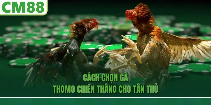 Cách chọn gà thomo chiến thắng cho tân thủ