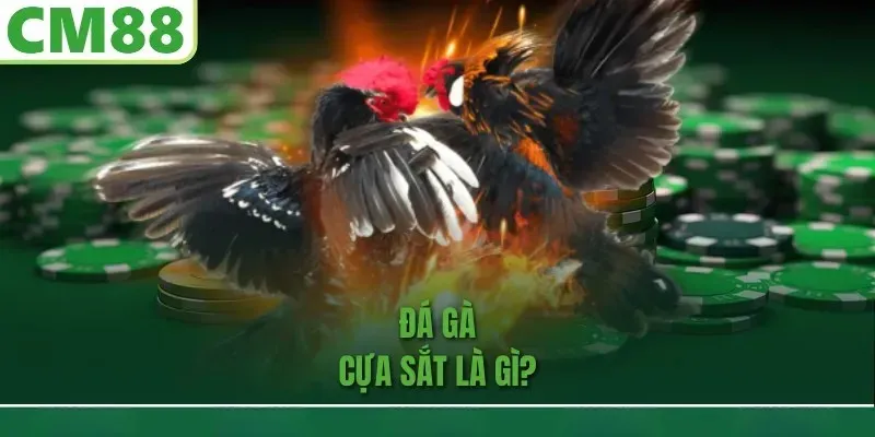 Đá gà cựa sắt là gì?